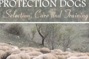 Pro Livestock Guardian Dog Training & Care Guide My Caring Dog – Tips, Stories, and Care Guides for Loving Pet Owners Pro Livestock Guardian Dog Training & Care Guide | My Caring Dog – Tips, Stories, and Care Guides for Loving Pet Owners
