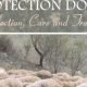 Pro Livestock Guardian Dog Training & Care Guide | My Caring Dog – Tips, Stories, and Care Guides for Loving Pet Owners