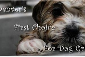 Gentle Loving Care Dog Grooming Services My Caring Dog – Tips, Stories, and Care Guides for Loving Pet Owners Gentle Loving Care Dog Grooming Services | My Caring Dog – Tips, Stories, and Care Guides for Loving Pet Owners