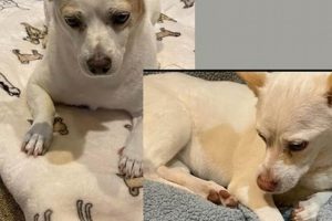 Canine Estates My Caring Dog – Tips, Stories, and Care Guides for Loving Pet Owners Canine Estates | My Caring Dog – Tips, Stories, and Care Guides for Loving Pet Owners