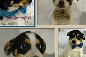Dog Fostering Near Me: Find Foster Dogs Today My Caring Dog – Tips, Stories, and Care Guides for Loving Pet Owners Dog Fostering Near Me: Find Foster Dogs Today | My Caring Dog – Tips, Stories, and Care Guides for Loving Pet Owners