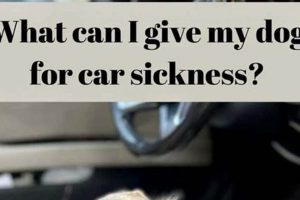 Car Sick Dog? Best Remedies & Tips My Caring Dog – Tips, Stories, and Care Guides for Loving Pet Owners Car Sick Dog? Best Remedies & Tips | My Caring Dog – Tips, Stories, and Care Guides for Loving Pet Owners