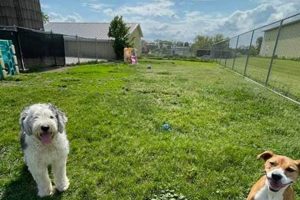 Best Dog Day Care in Waukesha, WI My Caring Dog – Tips, Stories, and Care Guides for Loving Pet Owners Best Dog Day Care in Waukesha, WI | My Caring Dog – Tips, Stories, and Care Guides for Loving Pet Owners