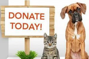 Best Pet Rescue in Chicago, IL | Adopt a Dog My Caring Dog – Tips, Stories, and Care Guides for Loving Pet Owners Best Pet Rescue in Chicago, IL | Adopt a Dog | My Caring Dog – Tips, Stories, and Care Guides for Loving Pet Owners