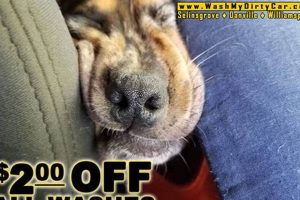 Top Dog Car Wash Specials My Caring Dog – Tips, Stories, and Care Guides for Loving Pet Owners Top Dog Car Wash Specials | My Caring Dog – Tips, Stories, and Care Guides for Loving Pet Owners
