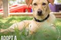 Adopting a Dog After a Career Change: A Guide | My Caring Dog – Tips, Stories, and Care Guides for Loving Pet Owners