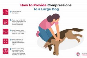 Car Dog Essentials: How to Travel With Dogs My Caring Dog – Tips, Stories, and Care Guides for Loving Pet Owners Car Dog Essentials: How to Travel With Dogs | My Caring Dog – Tips, Stories, and Care Guides for Loving Pet Owners