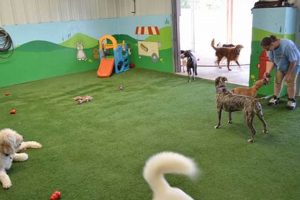 Best Dog Day Care: Night Time Stays & More My Caring Dog – Tips, Stories, and Care Guides for Loving Pet Owners Best Dog Day Care: Night Time Stays & More | My Caring Dog – Tips, Stories, and Care Guides for Loving Pet Owners