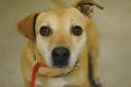 Adopt, Don't Shop: Pima County Dogs My Caring Dog – Tips, Stories, and Care Guides for Loving Pet Owners Adopt, Don't Shop: Pima County Dogs | My Caring Dog – Tips, Stories, and Care Guides for Loving Pet Owners