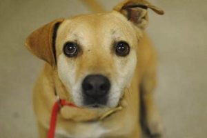 Adopt, Don't Shop: Pima County Dogs My Caring Dog – Tips, Stories, and Care Guides for Loving Pet Owners Adopt, Don't Shop: Pima County Dogs | My Caring Dog – Tips, Stories, and Care Guides for Loving Pet Owners