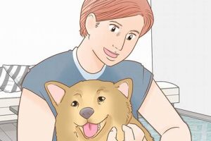 Ultimate Dog Summer Care Guide My Caring Dog – Tips, Stories, and Care Guides for Loving Pet Owners Ultimate Dog Summer Care Guide | My Caring Dog – Tips, Stories, and Care Guides for Loving Pet Owners