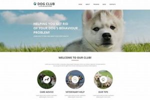 Best Car Dog Website: Gear & Travel Tips My Caring Dog – Tips, Stories, and Care Guides for Loving Pet Owners Best Car Dog Website: Gear & Travel Tips | My Caring Dog – Tips, Stories, and Care Guides for Loving Pet Owners