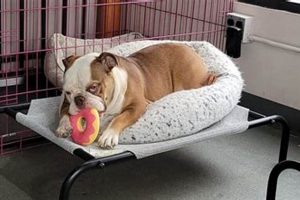 Best Dog Day Care in South Lake Union, WA My Caring Dog – Tips, Stories, and Care Guides for Loving Pet Owners Best Dog Day Care in South Lake Union, WA | My Caring Dog – Tips, Stories, and Care Guides for Loving Pet Owners