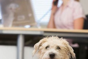 The Ultimate Guide: Dog Care for Busy Workers My Caring Dog – Tips, Stories, and Care Guides for Loving Pet Owners The Ultimate Guide: Dog Care for Busy Workers | My Caring Dog – Tips, Stories, and Care Guides for Loving Pet Owners