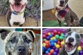 Find Your Furry Friend: STL Dog Adoption My Caring Dog – Tips, Stories, and Care Guides for Loving Pet Owners Find Your Furry Friend: STL Dog Adoption | My Caring Dog – Tips, Stories, and Care Guides for Loving Pet Owners