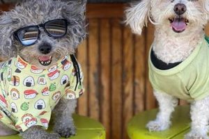Best Dog Day Care in Key West, FL My Caring Dog – Tips, Stories, and Care Guides for Loving Pet Owners Best Dog Day Care in Key West, FL | My Caring Dog – Tips, Stories, and Care Guides for Loving Pet Owners