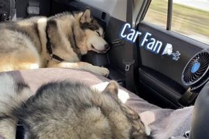 Best Dog Fan Car Accessories & Products My Caring Dog – Tips, Stories, and Care Guides for Loving Pet Owners Best Dog Fan Car Accessories & Products | My Caring Dog – Tips, Stories, and Care Guides for Loving Pet Owners