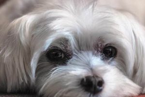 Best Dogs for Car Companionship & Travel My Caring Dog – Tips, Stories, and Care Guides for Loving Pet Owners Best Dogs for Car Companionship & Travel | My Caring Dog – Tips, Stories, and Care Guides for Loving Pet Owners