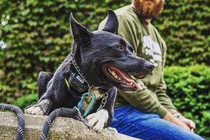 Service Dog Training Columbus Ohio My Caring Dog – Tips, Stories, and Care Guides for Loving Pet Owners Service Dog Training Columbus Ohio | My Caring Dog – Tips, Stories, and Care Guides for Loving Pet Owners