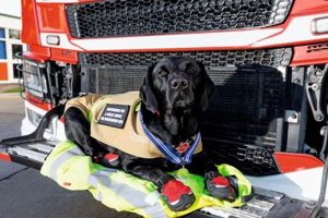 Adopting Retired Service Animals: A Guide My Caring Dog – Tips, Stories, and Care Guides for Loving Pet Owners Adopting Retired Service Animals: A Guide | My Caring Dog – Tips, Stories, and Care Guides for Loving Pet Owners