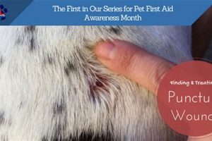 Complete Dog Bite Puncture Wound Care Guide My Caring Dog – Tips, Stories, and Care Guides for Loving Pet Owners Complete Dog Bite Puncture Wound Care Guide | My Caring Dog – Tips, Stories, and Care Guides for Loving Pet Owners