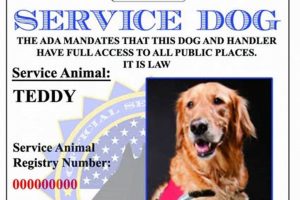 Finding Free Service Dogs in California: A Guide My Caring Dog – Tips, Stories, and Care Guides for Loving Pet Owners Finding Free Service Dogs in California: A Guide | My Caring Dog – Tips, Stories, and Care Guides for Loving Pet Owners