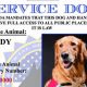 Finding Free Service Dogs in California: A Guide | My Caring Dog – Tips, Stories, and Care Guides for Loving Pet Owners