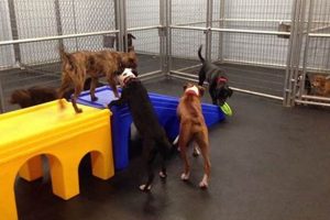 Best Dog Day Care in Slidell, LA: Top Choices | My Caring Dog – Tips, Stories, and Care Guides for Loving Pet Owners