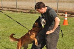Advanced K9 Canine Training Techniques My Caring Dog – Tips, Stories, and Care Guides for Loving Pet Owners Advanced K9 Canine Training Techniques | My Caring Dog – Tips, Stories, and Care Guides for Loving Pet Owners