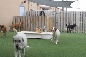 Best Dog Day Care in Boca Raton, FL My Caring Dog – Tips, Stories, and Care Guides for Loving Pet Owners Best Dog Day Care in Boca Raton, FL | My Caring Dog – Tips, Stories, and Care Guides for Loving Pet Owners