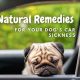 Best Dog Car Sickness Remedies: Vet's Guide | My Caring Dog – Tips, Stories, and Care Guides for Loving Pet Owners