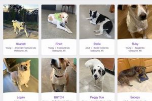 Top-Rated iCare Animal Rescue for Car Dogs My Caring Dog – Tips, Stories, and Care Guides for Loving Pet Owners Top-Rated iCare Animal Rescue for Car Dogs | My Caring Dog – Tips, Stories, and Care Guides for Loving Pet Owners