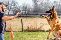 Best Dog Trainers Near Me: Top Local Experts My Caring Dog – Tips, Stories, and Care Guides for Loving Pet Owners Best Dog Trainers Near Me: Top Local Experts | My Caring Dog – Tips, Stories, and Care Guides for Loving Pet Owners