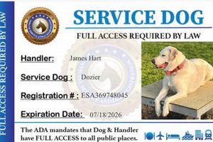 Service Animal Certification Dog My Caring Dog – Tips, Stories, and Care Guides for Loving Pet Owners Service Animal Certification Dog | My Caring Dog – Tips, Stories, and Care Guides for Loving Pet Owners