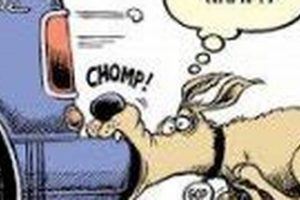 The Curious Case of Dog Catches Car: A Tail of Surprise My Caring Dog – Tips, Stories, and Care Guides for Loving Pet Owners The Curious Case of Dog Catches Car: A Tail of Surprise | My Caring Dog – Tips, Stories, and Care Guides for Loving Pet Owners