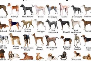 Top Sdogs: Best Car Dog Accessories My Caring Dog – Tips, Stories, and Care Guides for Loving Pet Owners Top Sdogs: Best Car Dog Accessories | My Caring Dog – Tips, Stories, and Care Guides for Loving Pet Owners