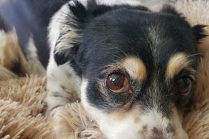 Top Dog Day Care in Santa Clarita, CA My Caring Dog – Tips, Stories, and Care Guides for Loving Pet Owners Top Dog Day Care in Santa Clarita, CA | My Caring Dog – Tips, Stories, and Care Guides for Loving Pet Owners