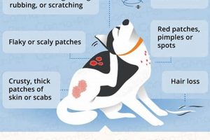 Best Dog Treatments for Car Travel My Caring Dog – Tips, Stories, and Care Guides for Loving Pet Owners Best Dog Treatments for Car Travel | My Caring Dog – Tips, Stories, and Care Guides for Loving Pet Owners