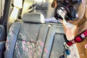 Dog Opens Window During Car Wash My Caring Dog – Tips, Stories, and Care Guides for Loving Pet Owners Dog Opens Window During Car Wash | My Caring Dog – Tips, Stories, and Care Guides for Loving Pet Owners