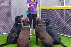 Top Dog Day Care in Broadview Heights, OH My Caring Dog – Tips, Stories, and Care Guides for Loving Pet Owners Top Dog Day Care in Broadview Heights, OH | My Caring Dog – Tips, Stories, and Care Guides for Loving Pet Owners
