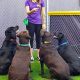 Top Dog Day Care in Broadview Heights, OH | My Caring Dog – Tips, Stories, and Care Guides for Loving Pet Owners