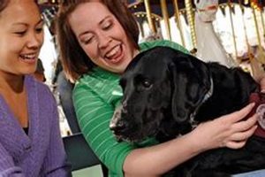 Best Disneyland Dog Day Care: Pampered Pups! My Caring Dog – Tips, Stories, and Care Guides for Loving Pet Owners Best Disneyland Dog Day Care: Pampered Pups! | My Caring Dog – Tips, Stories, and Care Guides for Loving Pet Owners