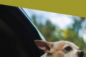 Can Dramamine Help Dog Car Sickness? A Vet's Guide My Caring Dog – Tips, Stories, and Care Guides for Loving Pet Owners Can Dramamine Help Dog Car Sickness? A Vet's Guide | My Caring Dog – Tips, Stories, and Care Guides for Loving Pet Owners
