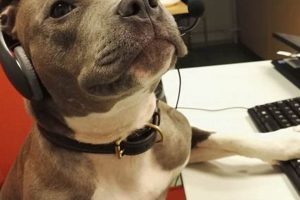 Center Your Dog: Car Safety Tips My Caring Dog – Tips, Stories, and Care Guides for Loving Pet Owners Center Your Dog: Car Safety Tips | My Caring Dog – Tips, Stories, and Care Guides for Loving Pet Owners