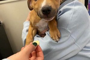 Adopt a Dog in Evanston: Find Your Furry Friend My Caring Dog – Tips, Stories, and Care Guides for Loving Pet Owners Adopt a Dog in Evanston: Find Your Furry Friend | My Caring Dog – Tips, Stories, and Care Guides for Loving Pet Owners