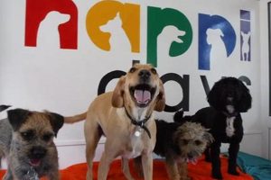 Top Dog Day Care Centers in Suffolk County My Caring Dog – Tips, Stories, and Care Guides for Loving Pet Owners Top Dog Day Care Centers in Suffolk County | My Caring Dog – Tips, Stories, and Care Guides for Loving Pet Owners
