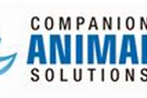 Top Companion Animal Solutions for Car Dogs My Caring Dog – Tips, Stories, and Care Guides for Loving Pet Owners Top Companion Animal Solutions for Car Dogs | My Caring Dog – Tips, Stories, and Care Guides for Loving Pet Owners
