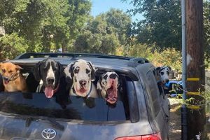 Top 7 Cars for Large Dogs: Breed-Specific Guide My Caring Dog – Tips, Stories, and Care Guides for Loving Pet Owners Top 7 Cars for Large Dogs: Breed-Specific Guide | My Caring Dog – Tips, Stories, and Care Guides for Loving Pet Owners