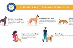 Different Types of Service Dogs & Their Roles My Caring Dog – Tips, Stories, and Care Guides for Loving Pet Owners Different Types of Service Dogs & Their Roles | My Caring Dog – Tips, Stories, and Care Guides for Loving Pet Owners