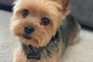 Ultimate Yorkie Care Guide: Tips & Tricks My Caring Dog – Tips, Stories, and Care Guides for Loving Pet Owners Ultimate Yorkie Care Guide: Tips & Tricks | My Caring Dog – Tips, Stories, and Care Guides for Loving Pet Owners
